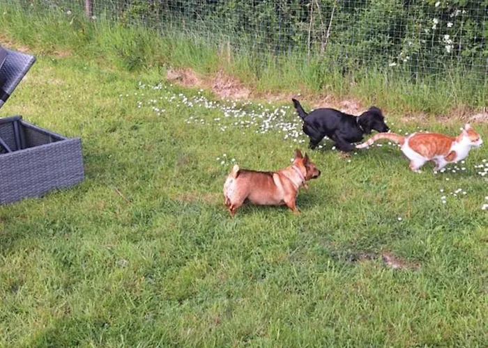 With Jack Limerick Junction